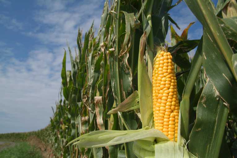 maize_farming_